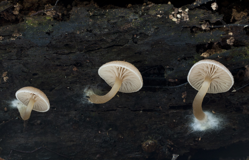 Trichocybe puberula